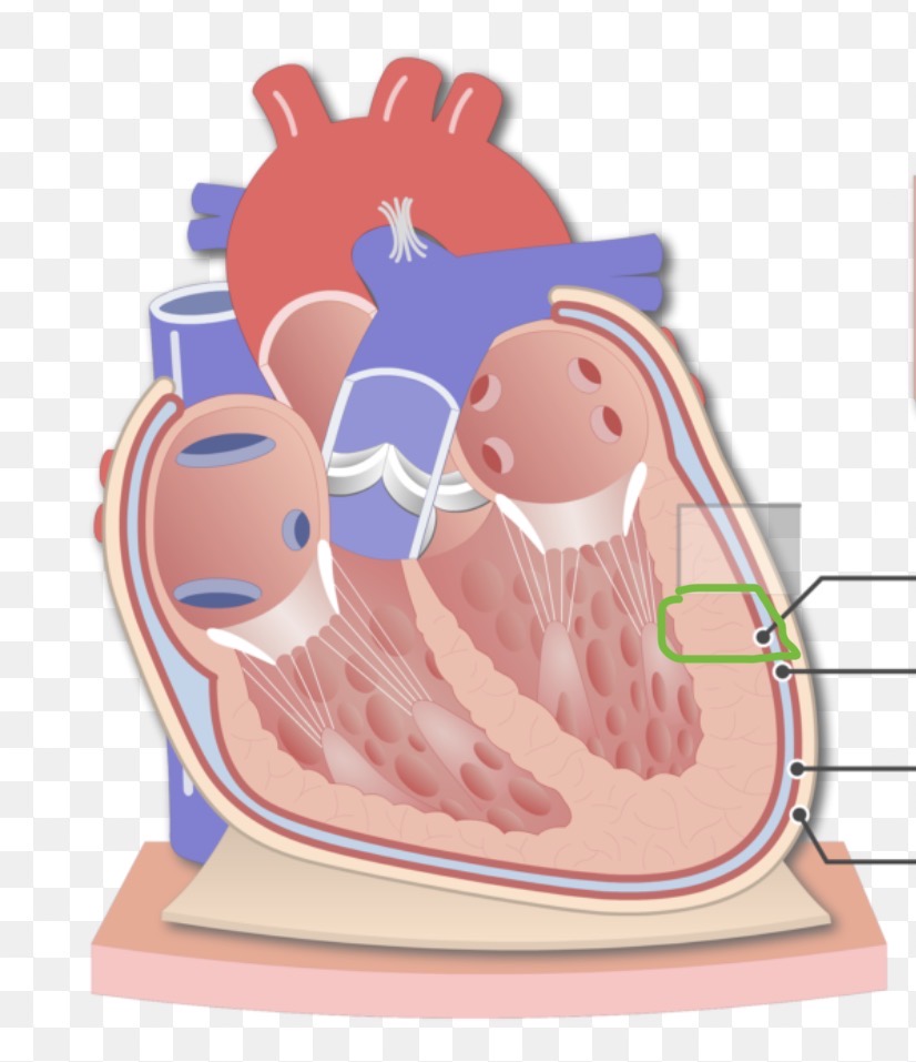 <p><span><span>inner layer of the serous pericardium that directly covers the surface of the heart and forms part of the pericardial cavity.</span></span></p>