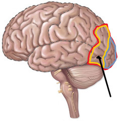 <p>Cortical regions supporting higher functions such as learning, memory, planning, thinking, and language.</p>