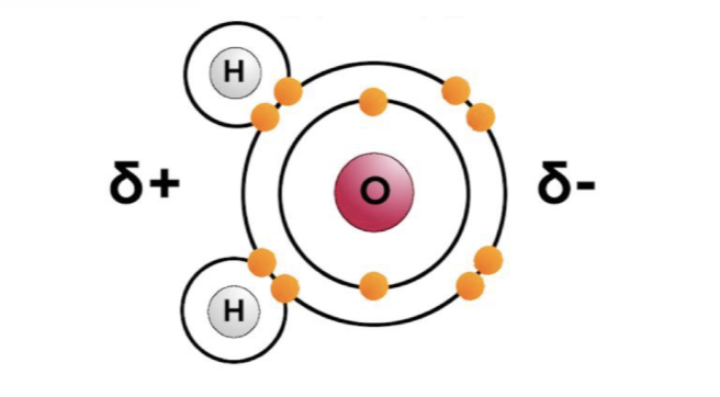 <p>More free electrons on the other end of the H2O molecule.</p>