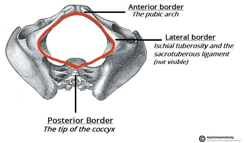 <p>What bone landmark within Pelvis?</p>
