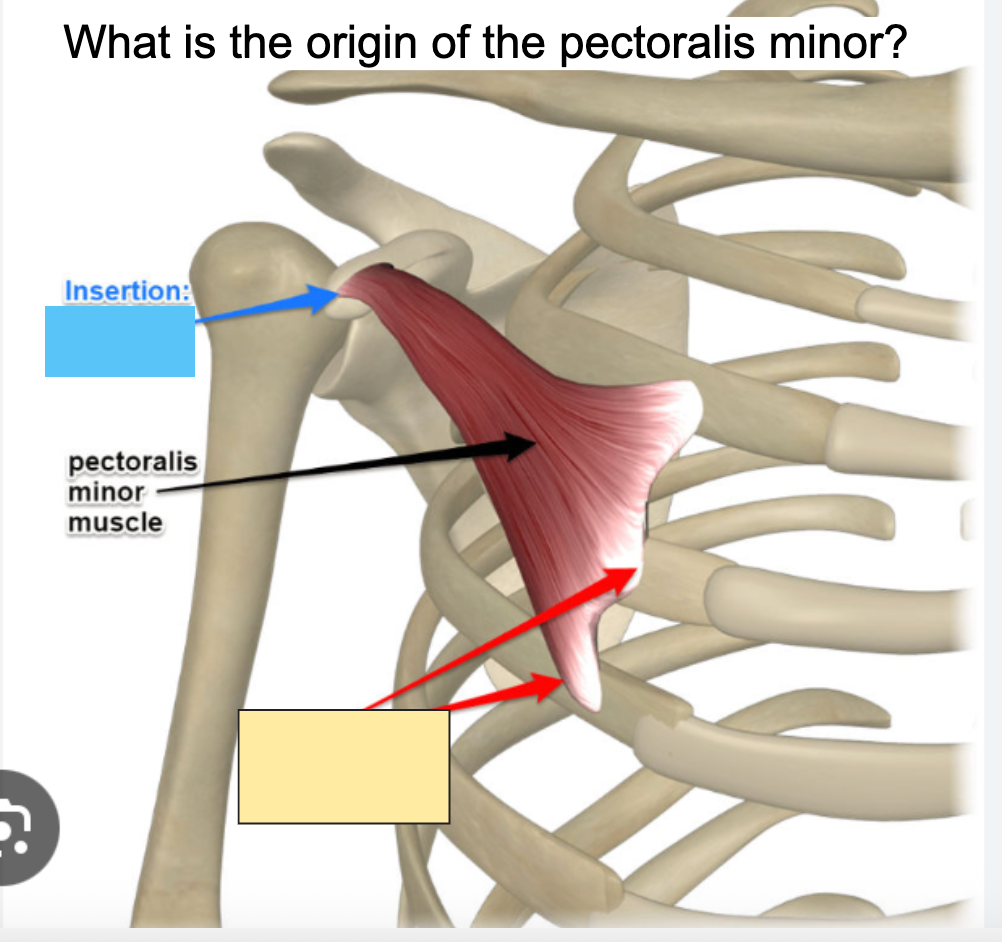 <p>What is the pectoralis minor <span style="color: rgb(214, 51, 51);"><strong>Origin</strong></span>?</p>