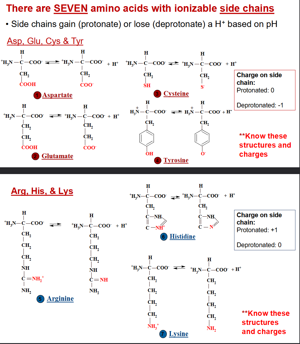 <ul><li><p>Seven!</p></li><li><p>Note: The polar but uncharged amino acids go from 0 to -1 charge</p></li><li><p>Note: The very polar and charged amino acids go from +1 to 0 charge</p></li></ul><p></p>