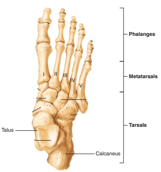 <p>tarsals, calcaneus, talus, metatarsals, phalanges</p>