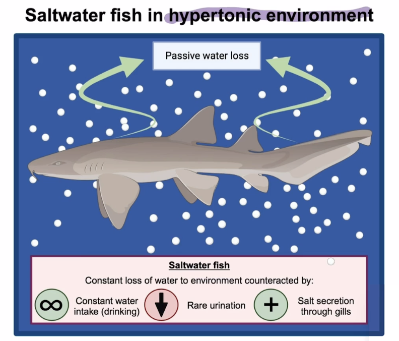 <p>Hypotonic to their environment, so environment has higher solute concentration, and passive water loss to the environment, they are lower concentration than surroundings </p><p>Adaptations: constant drinking, rare urination, secretion of salt through the gills </p>