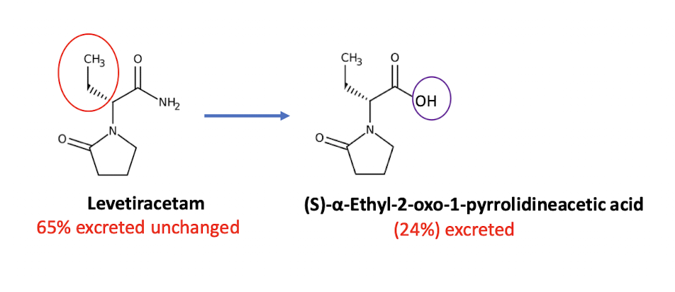 <ul><li><p>ethyl analog of cognitive enhancer piracetam</p></li><li><p>S isomer is aniconvulsant</p></li><li><p>Appears to have no GABA or glutamate receptor affinity - mechanism unclear</p></li><li><p>NO know enzyme interaction - little drug-drug interactions</p></li><li><p>Major metabolic path is enzymatic hydrolysis of acetamide group. Metabolites are inactive</p></li></ul><p></p>
