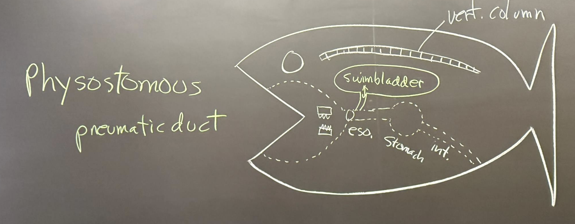 <p>“stomous” = having a “mouth” or opening of some kind</p><ul><li><p>Filled with gas using the <strong>pneumatic duct </strong>(has an opening into the esophagus)</p></li></ul><p></p><p>ie. soft-rayed teleosts--herrings, salmonids, catfishes, cyprinids, eels, (Otocephala, Elopomorpha), etc.</p>