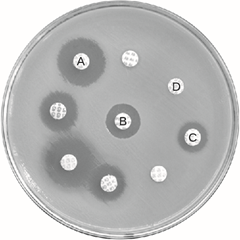 <p><span>Examine the disk-diffusion assay shown below. Which antimicrobial</span></p>