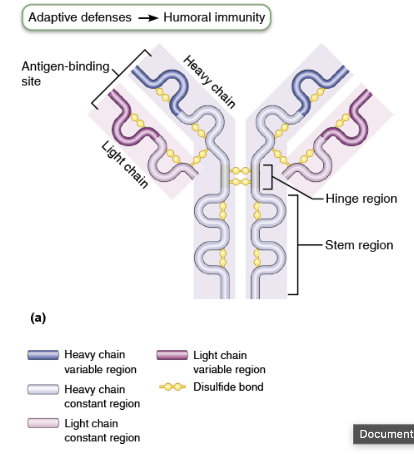 <p>means different/specific Ag can bind </p><p>heavy chain is longer and thicker </p><p>1 Ab binds to 2 Ag</p>