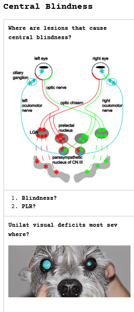 <p><span><strong>Central Blindness</strong></span></p>