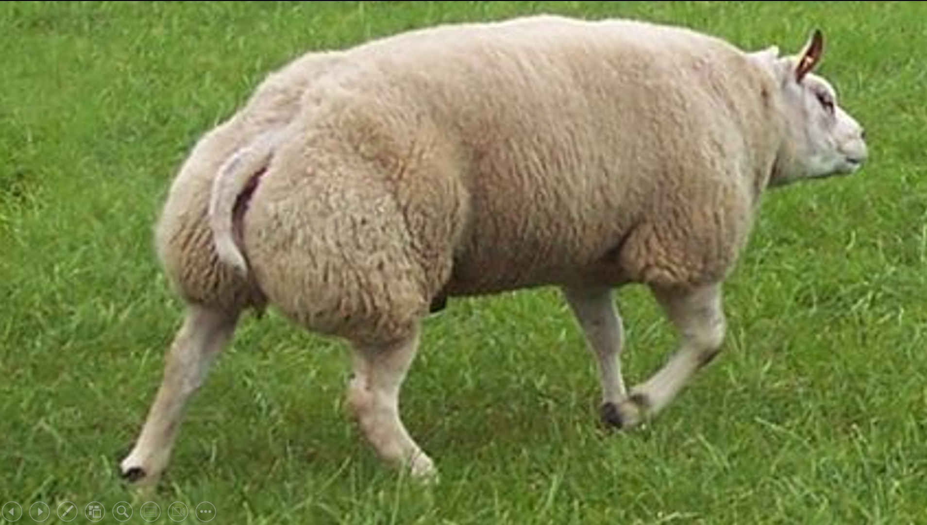 <p>benoem het schappenras op de afbeelding</p>