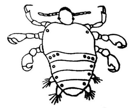<p></p><ol><li><p>Identify the specimen shown in the image.</p></li><li><p>What disease does it cause?</p></li><li><p>Describe the head.</p></li><li><p>Describe the thorax.</p></li><li><p>How many pairs of legs are present?</p></li><li><p>Describe the legs.</p></li><li><p>How many abdominal segments are described in the lab?</p></li><li><p>How many lateral abdominal processes are present in the male?</p></li><li><p>Describe the posterior end of the male abdomen.</p></li><li><p>State its habitat.</p></li></ol><p></p><p></p>