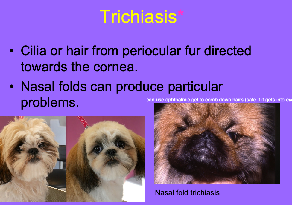 <p>Cilia or hair from periocular fur directed towards the cornea (nasal folds can produce particular problems)</p>
