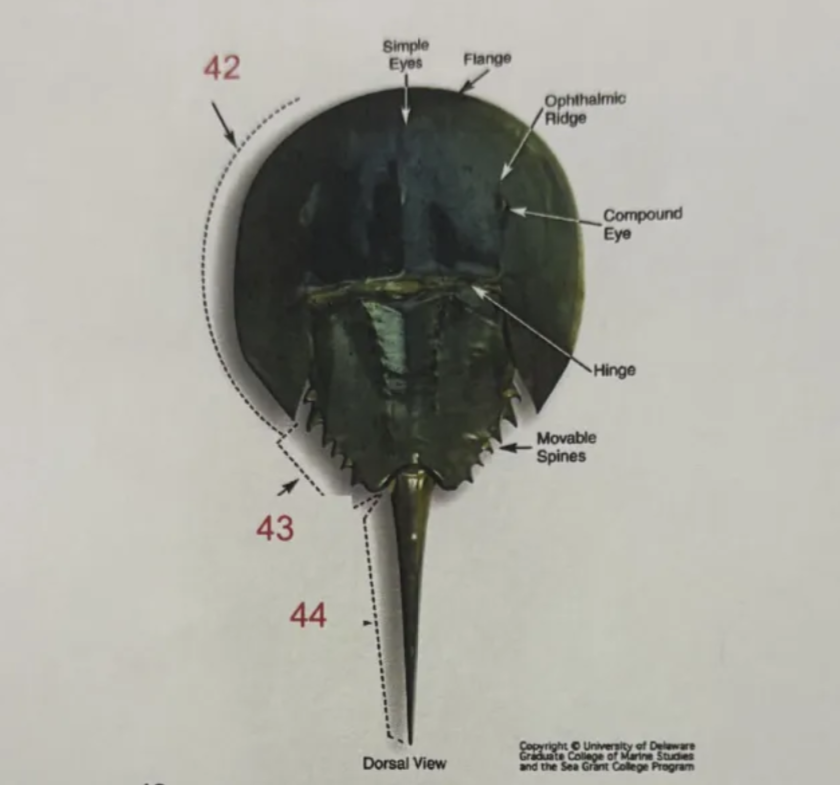 <ol start="44"><li><p></p></li></ol><p>a. prosoma </p><p>b. telson </p><p>c. opsithosoma </p><p>d. hypstome</p>