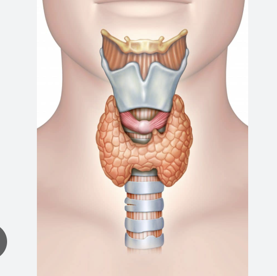 <p>Butterfly-shaped gland wrapped around the front of the trachea in the neck.</p>