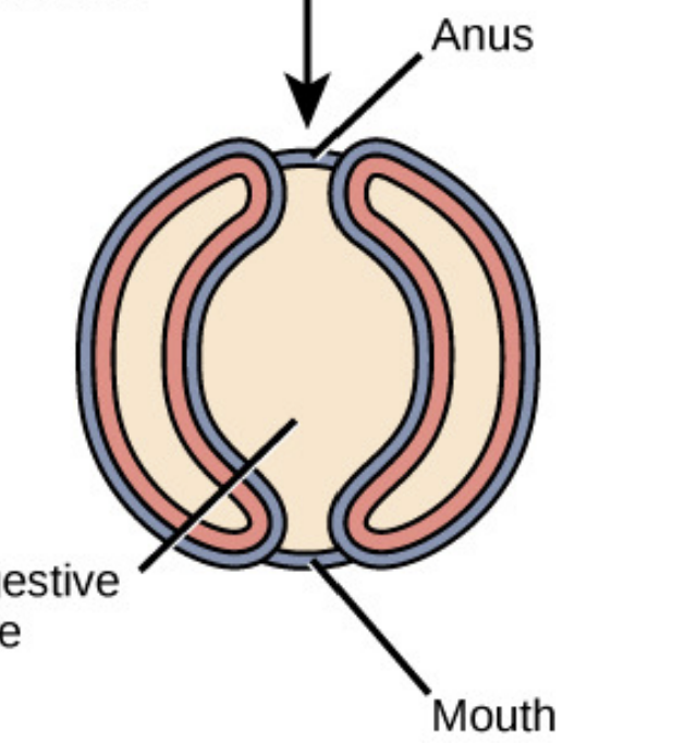 <p>Protostomes vs. deuterostomes</p>