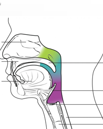 <p>what part of the parynx is green?</p>