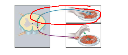 <p>what neuron type pathway</p>