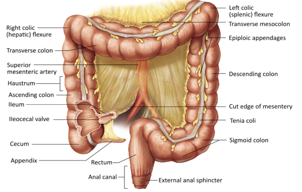 <p><span>Which of the following is the primary physiological function of the large intestine?</span></p><table style="min-width: 25px;"><colgroup><col style="min-width: 25px;"></colgroup><tbody><tr><td colspan="1" rowspan="1" style="margin: 0px; padding: 0.3em; position: relative;"><p>primary digestion of food &nbsp; &nbsp; &nbsp; &nbsp;</p></td></tr><tr><td colspan="1" rowspan="1" style="margin: 0px; padding: 0.3em; position: relative;"><p>water absorption and feces elimination &nbsp; &nbsp; &nbsp; &nbsp;</p></td></tr><tr><td colspan="1" rowspan="1" style="margin: 0px; padding: 0.3em; position: relative;"><p>nutrient absorption &nbsp; &nbsp; &nbsp; &nbsp;</p></td></tr><tr><td colspan="1" rowspan="1" style="margin: 0px; padding: 0.3em; position: relative;"><p>mechanical breakdown of food &nbsp; &nbsp;</p></td></tr></tbody></table><p></p>