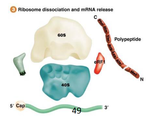 <p>The ribosome subunits are dissociated and recycled for another round of protein synthesis; this does require some other protein factor</p>