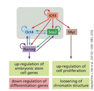 <p>A set of genes (mRNAs) was identified to be enriched in stem cells. None of them alone conferred stemness. This subset can create stemness in mammals → Oct4, Sox2, Klf4, Myc</p><p>The expression of these factors can revert a large number of cells to pluripotent stem cells (iPSCs - Induced pluripotent stem cells)</p><p>Strongly reduced the need for embryonic stem cells</p>