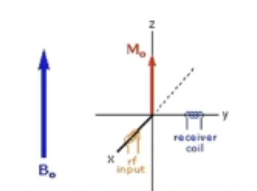 <p>Receiver is placed perpendicular to the magnetic field to measure perpendicularly</p><ul><li><p>spins are in the XY plane</p></li><li><p>magnet B<sub>0</sub> in the z axis</p></li><li><p>Receiver coil is perpendicular to transmitter to make sure sensitive receiver not overloaded by high power RF pulse</p></li><li><p>Otherwise would only see pulse, no change due to magnetic spin about z-axis</p></li></ul><p></p>