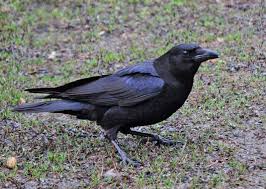 <p>American Crow </p>