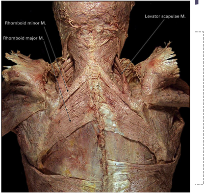 <ul><li><p>C1-C4 vertebrae</p></li><li><p>Action: Elevation and downward rotation of the scapula</p></li><li><p>Innervation: Dorsal scapular nerve (C5), branches from C4-C5 ventral rami</p></li></ul><p></p>