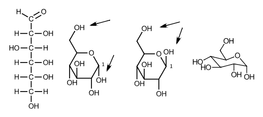 <p>glukoosin rakenteet</p>