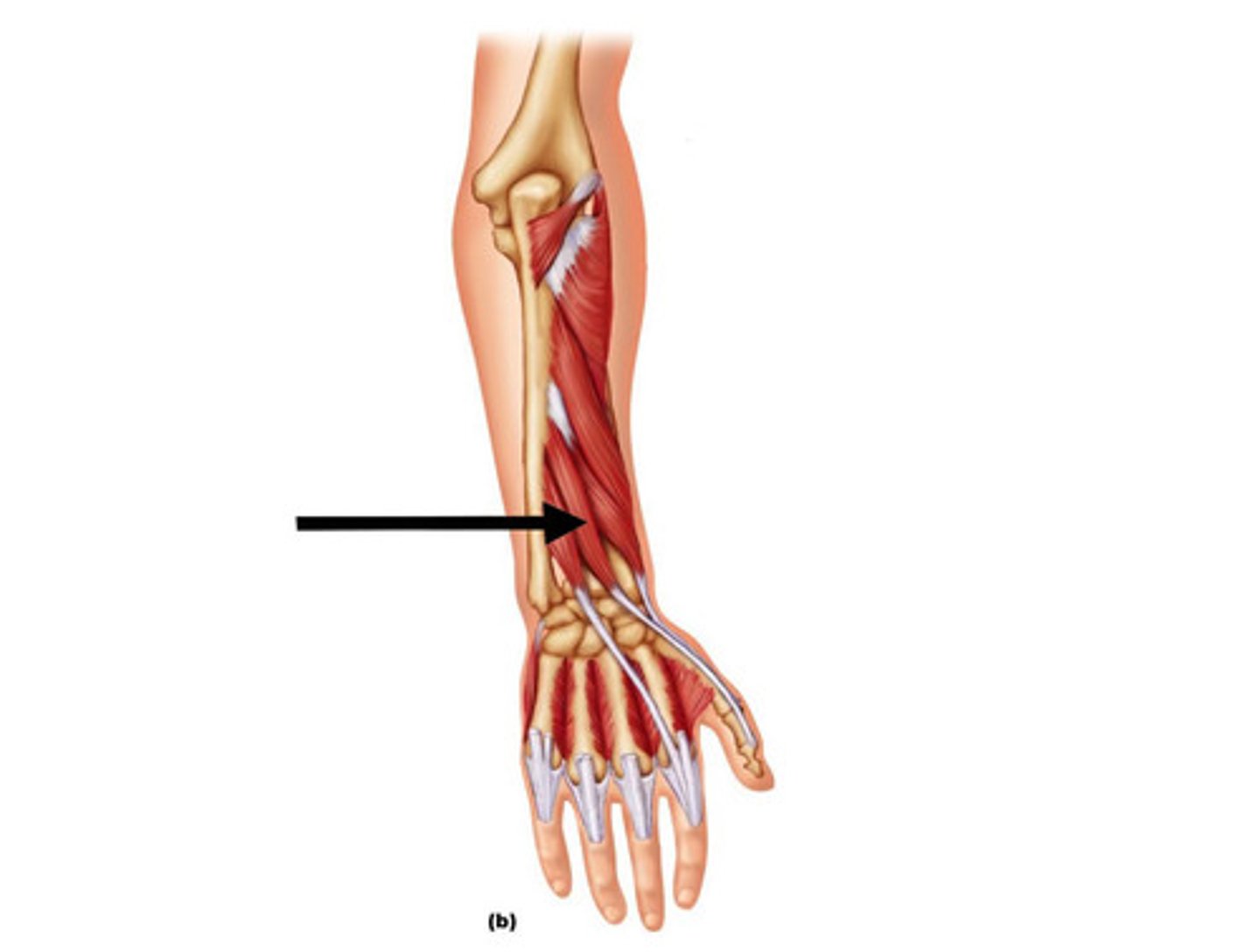 <p>Extends thumb</p><p>O: ulna</p><p>I: distal phalanx of digit #1</p>