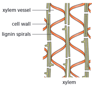 <p><strong>Function:</strong></p><p>The xylem tissue carry water and mineral ions from the roots to the (highest) leaves and shoots, and supports the plant.</p><p><strong>Adaptations:</strong></p><ul><li><p><span>Cell walls contain spirals and rings of lignin</span></p></li><li><p><span>The xylem cells are alive at first, but after the production of lignin (in the spirals of the cell walls) they die and form long hollow tubes</span></p></li></ul><p><strong>How adaptations help:</strong></p><ul><li><p><span>Lignin is a polymer that provides strength and support to the cell, and allows it to withstand the water pressure</span></p></li><li><p><span>The water and mineral ions can move through the long hollow tubes easily</span></p></li></ul><p></p>