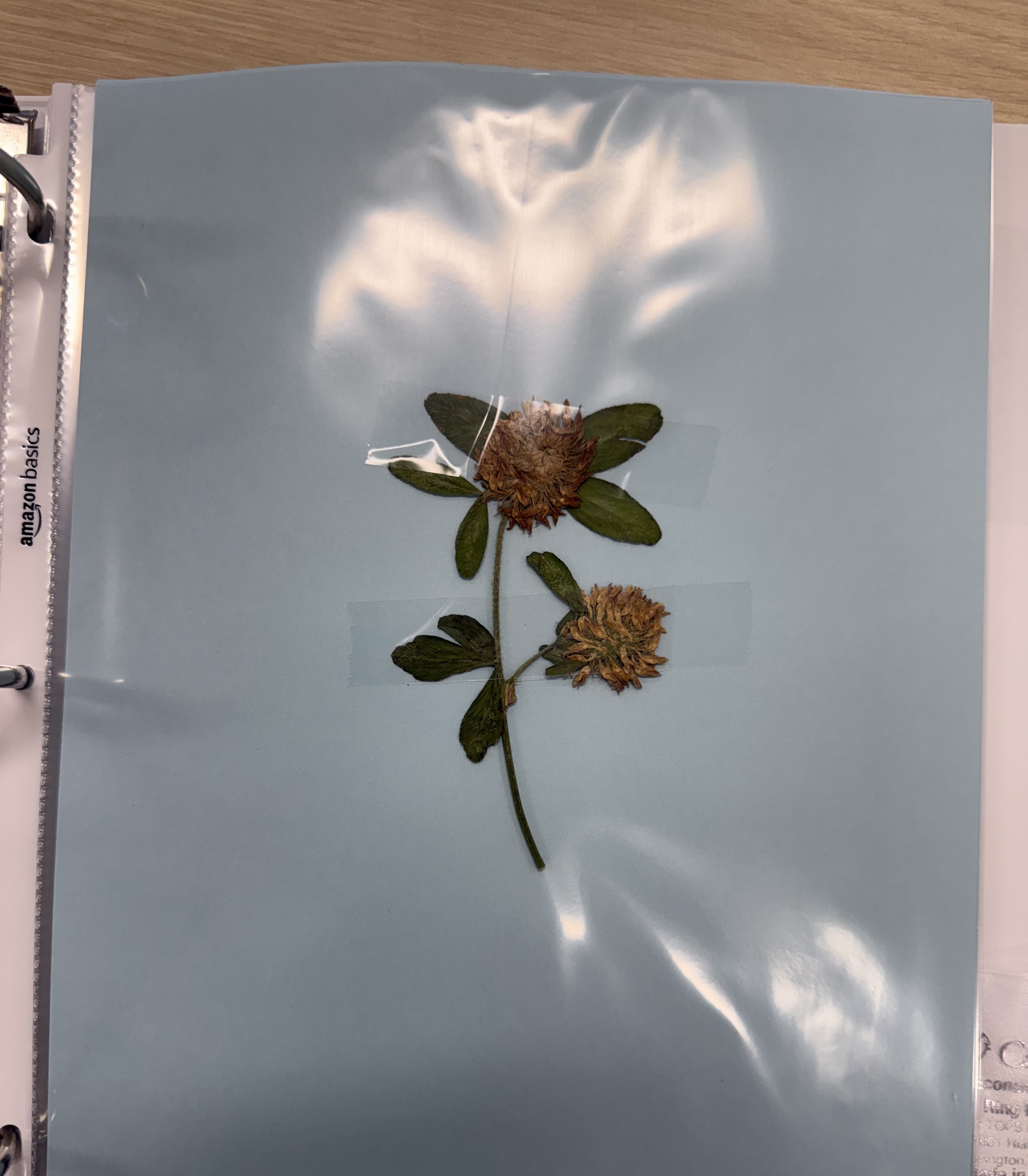 <p>Plant</p>