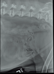 <p>Is this NORMAL OR ABNORMAL colon, bladder abdominal relationship?</p>