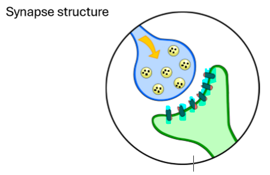 <p>What is this highlighted part of the synapse?</p>