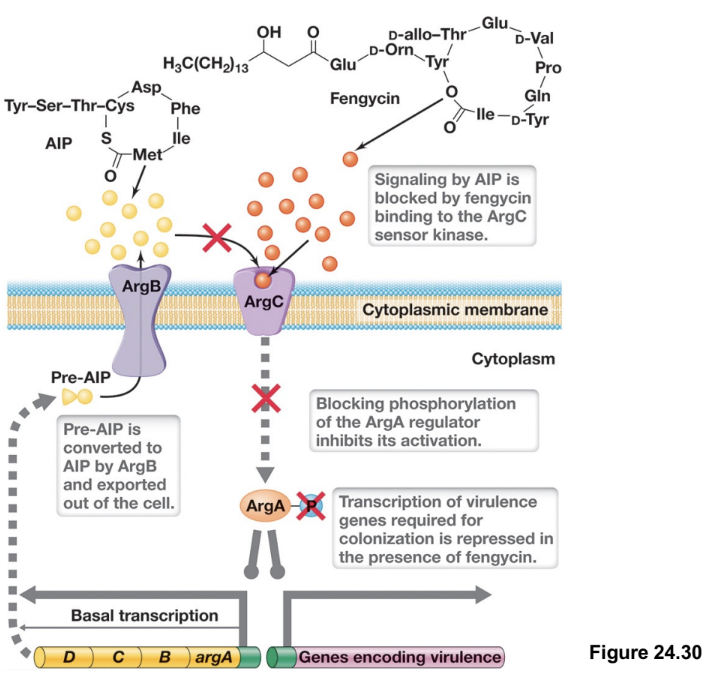 <ul><li><p>In the gut, <em>S. aureus</em> can grow and cause disease, but commensal bacteria such as <em>Bacillus</em> species produce antimicrobial compounds such as fengycin that interfere with this process</p></li><li><p>Fengycin disrupts signalling by blocking AIP from binding to AgrC, preventing activation of the two-component system</p></li></ul><p></p>