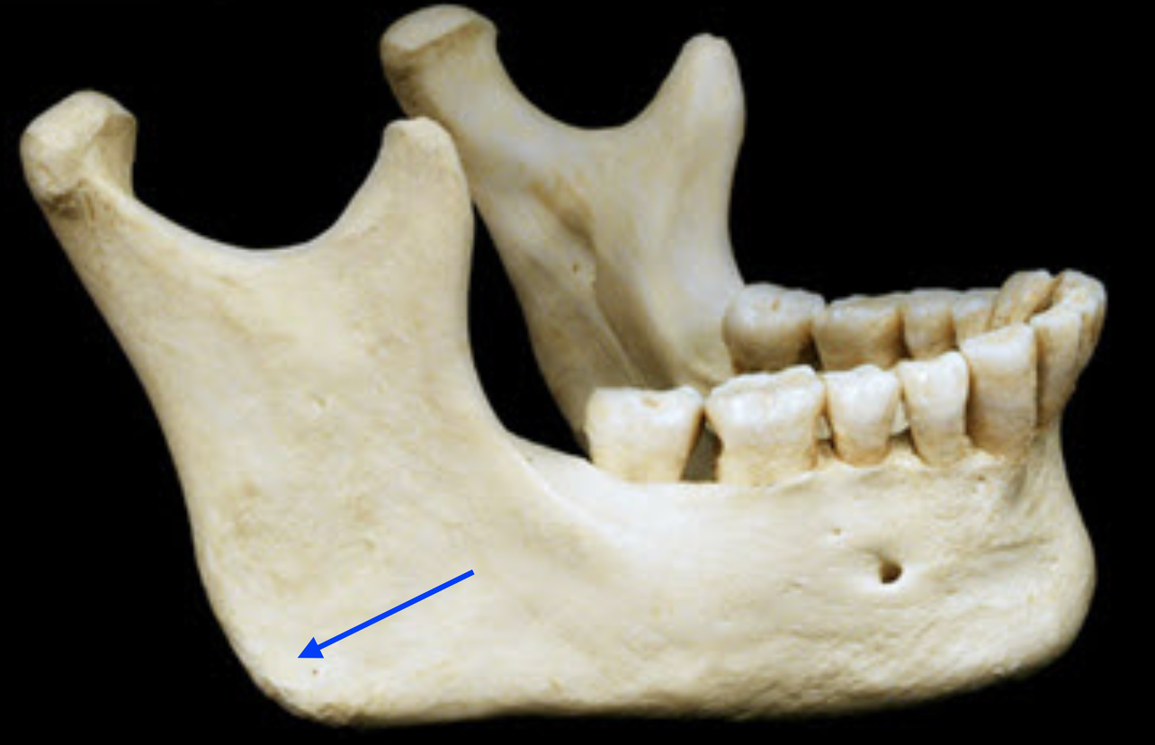 <p>Identify the anatomical feature. </p>