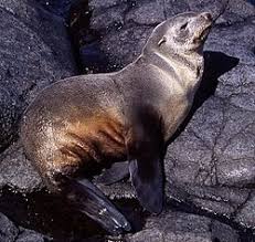 <p>Sub-Antarctic fur seal</p>