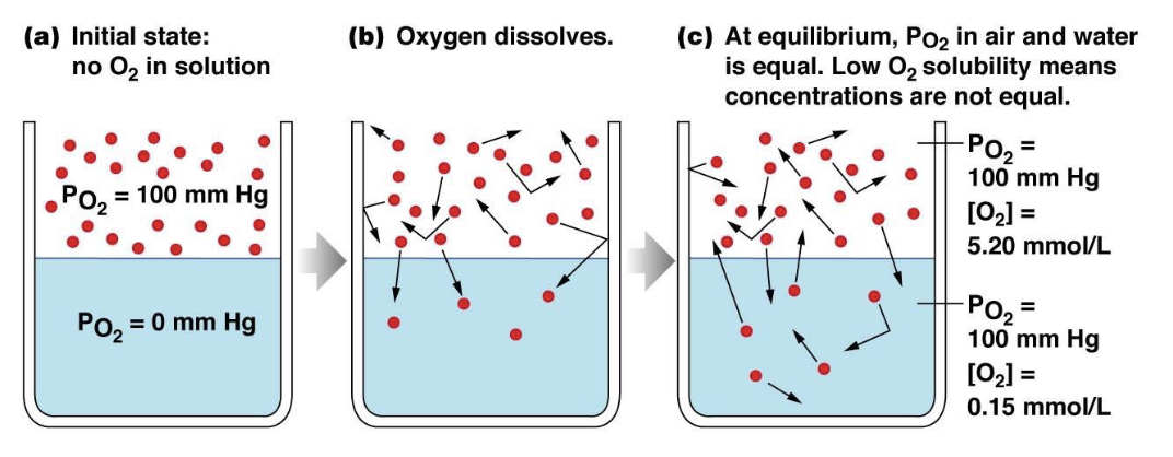 <p>Henry’s Law</p>