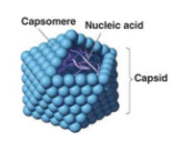 <p>Viruses can be defined by 4 traits</p>