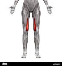 <p>Extends knee</p>