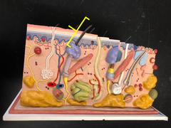 <p>everything above the sebaceous gland- part that is outside of skin</p><p>"Name this structure"</p>