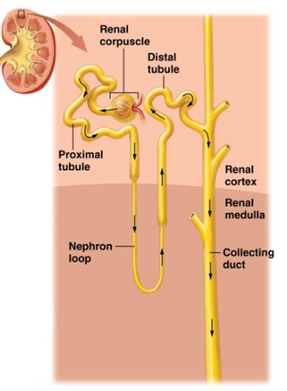 <p>Functional unit of the kidneys. </p><ul><li><p>Over one million <strong>filtering apparatuses</strong></p></li><li><p>Found within the <strong>cortex and medulla </strong></p></li><li><p>Two main components:</p><ul><li><p>Globe-shaped <strong>renal corpuscle </strong></p></li><li><p>Long<strong> Renal Tubule</strong></p></li></ul></li></ul><p></p>