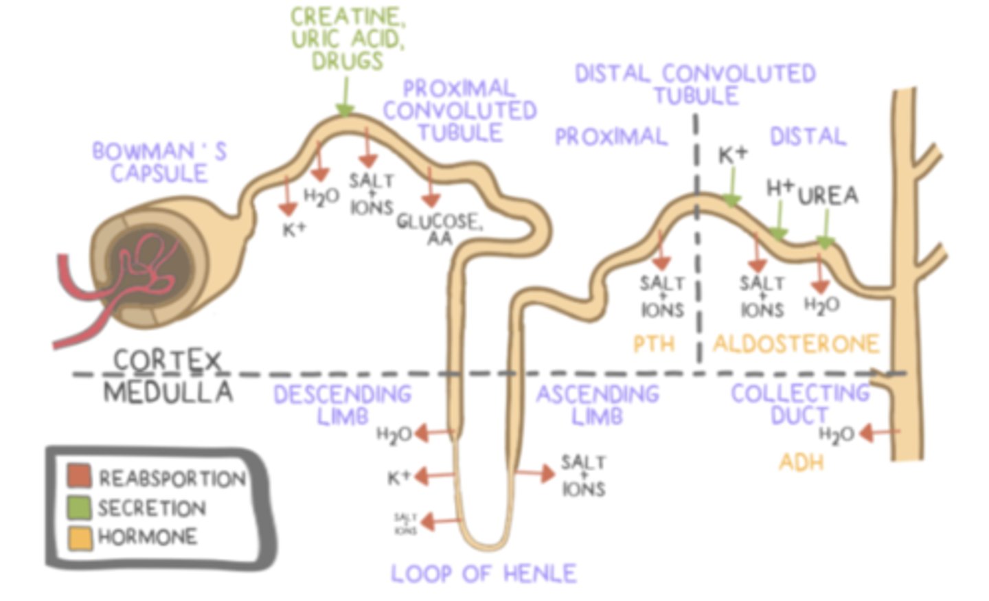 <p>increase sodium (Na+) and water (H2O) reabsorption; increase potassium (K+) secretion</p>