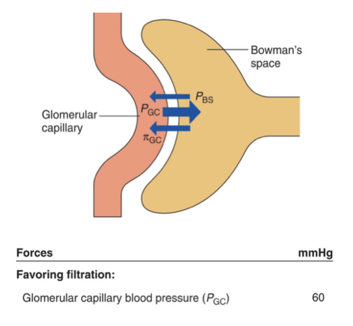 <p>PGC (usually 60mmHg) - filtrates from glomerular capillary to Bowman’s space</p><p>PBS  - opposes filtration</p><p>πGC - opposes filtration, determined by plasma proteins but usually deosn’t exist</p>
