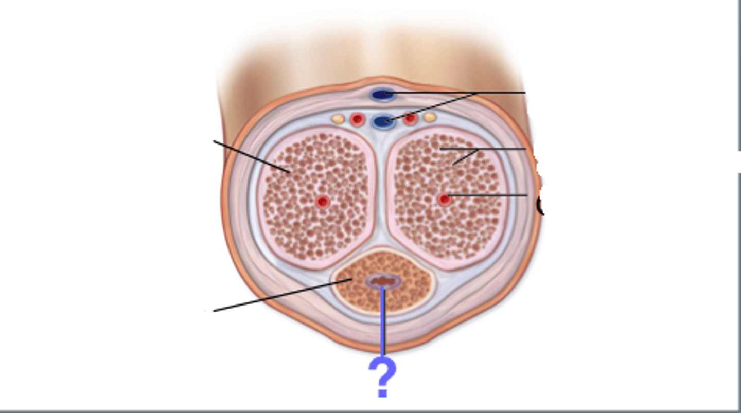 <p>runs through penis; opens at external urethral orifice</p>