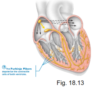 <ul><li><p>terminal fibers - stimulate contraction of the ventricular myocardium</p></li><li><p>30 APs/min</p></li></ul><p></p>