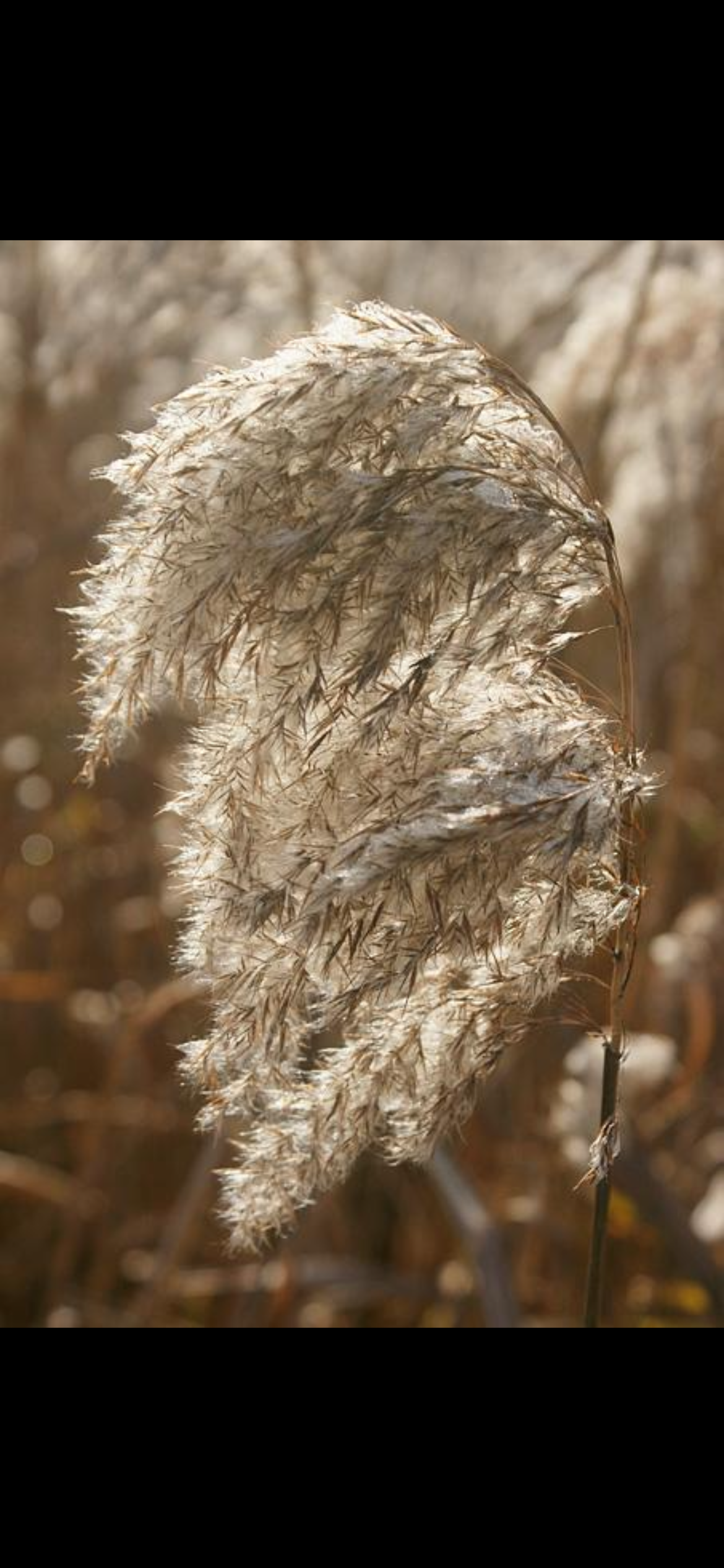 <p><span>Common Reed / Phragmites ā <em>Phragmites australis</em></span></p><p></p><p><span><strong>LOOK FOR:</strong></span></p><ul><li><p><span><strong>Very tall</strong> reedāoften much taller than surrounding marsh vegetation</span></p></li><li><p><span>Long, broad-ish green leaves</span></p></li><li><p><span>Stiff, upright stems</span></p></li><li><p><span>Large, feathery <strong>plume-like flower/seed head</strong></span></p></li><li><p><span>Often forms <strong>dense walls or huge stands</strong></span></p></li></ul><p><span><strong>HABITAT:</strong><br>Wetlands, marsh edges, ditches, roadsides, disturbed areas and the edges of tidal wetlands.</span></p><p><span><strong>REMEMBER:</strong><br><strong>PHRAGMITES = REALLY TALL + DENSE + FEATHERY PLUMES.</strong></span></p><p><span data-name="warning" data-type="emoji">ā </span><span><strong> Important NJ ID note</strong></span></p><p><span>When youāre learning Phragmites, youāll hear about <strong>native vs. introduced lineages</strong>. Donāt worry about trying to determine that from a flashcard photo.</span></p><p><span>For your first-pass field ID, the goal is simply:</span></p><p><span><strong>āThatās Phragmites.ā</strong></span></p><p><span>Species/lineage determination can come later.</span></p><p><span><strong>NJ CONNECTION:</strong><br>Phragmites is extremely widespread in NJ wetlands and can form dense stands that change the structure of habitat.</span></p><p><span><strong>LOOK-ALIKE:</strong><br>Other tall reeds/grasses exist, but the combination of <strong>towering height + dense stands + big feathery plume</strong> is a strong clue.</span></p><p><span><strong>WHY YOU CARE:</strong><br>This is a good one for your professional field brain because itās a plant youāll encounter well beyond pristine salt marshes. Learning to recognize it gives you an immediate sense of <strong>wetland vegetation and habitat change</strong>.</span></p><p><span data-name="brain" data-type="emoji">š§ </span><span><strong> One-second ID</strong></span></p><p><span><strong>āWhy is that grass approximately the height of a house?ā ā PHRAGMITES.</strong> </span><span data-name="joy" data-type="emoji">š</span></p>
