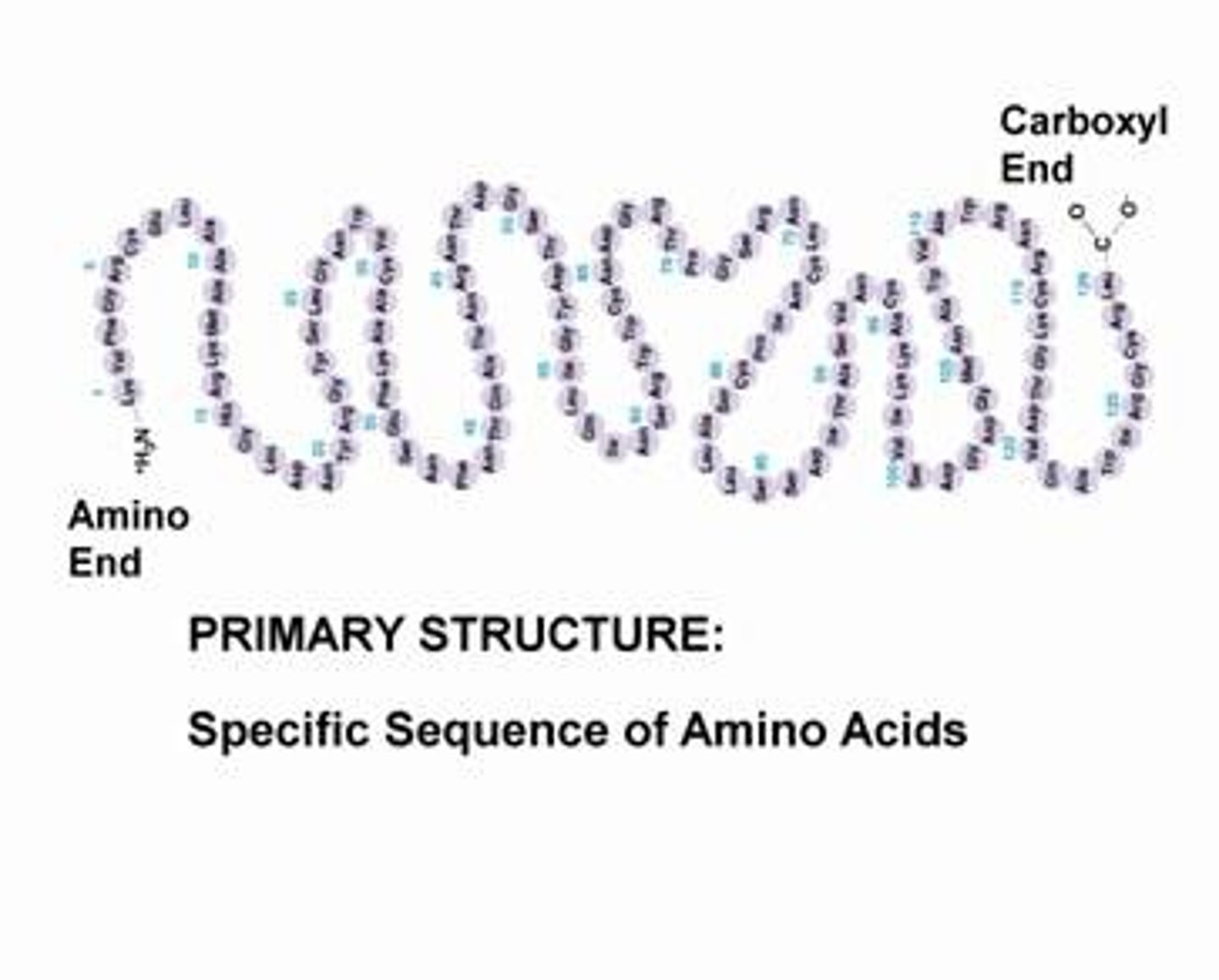 <p>-linear sequence of amino acids in a polypeptide chain</p><p>-covalent bonds</p>