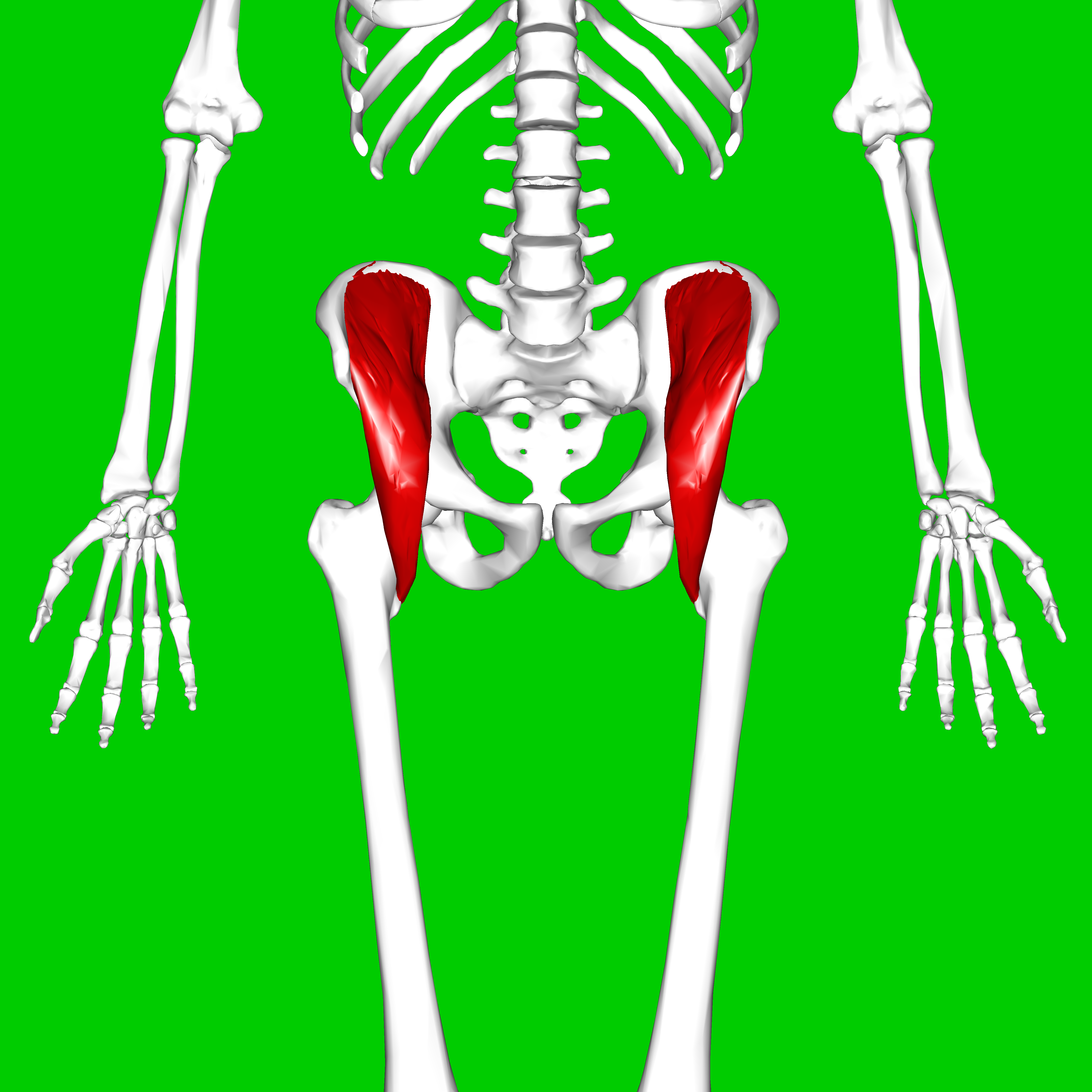 <p>(Posteiror abdominal wall)</p><p>Superior Attachment (O): Superior two thirds of iliac fossa, ala of sacrum, and anterior sacro-iliac ligaments</p><p>Inferior Attachment (I): Lesser trochanter of femur and shaft inferior to it and to psoas major tendon</p><p>Nerve: Femoral nerve (L2-L4)</p><p>Action: Flexes thigh and stabilizes hip joint; acts with psoas major</p>