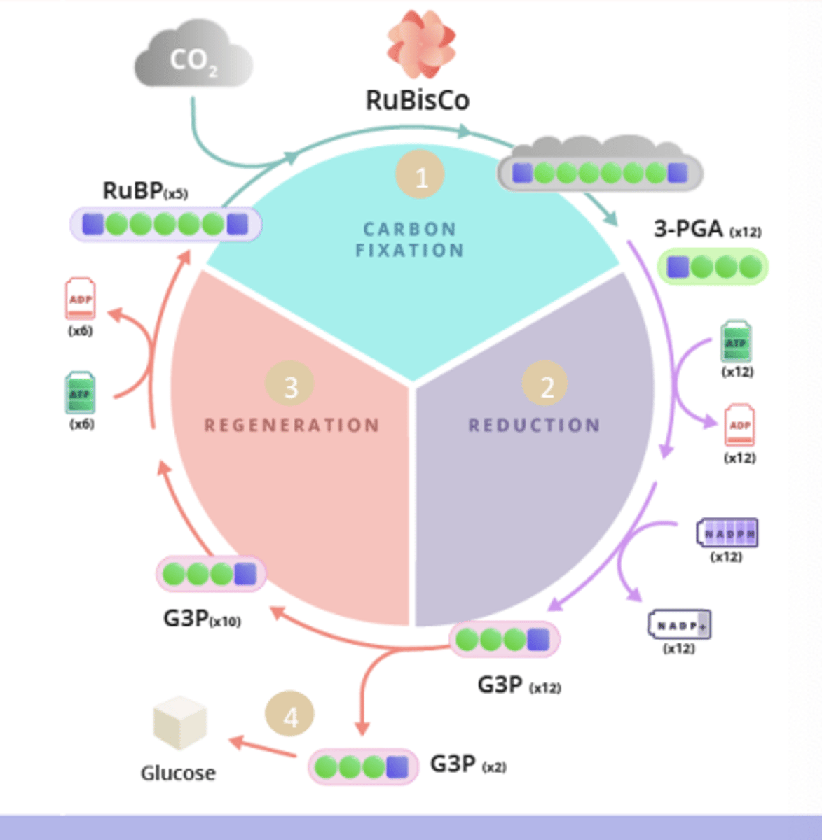 <p>1st step Carboxylation: 6 CO2 + 6 RuBP > 12 PGA</p>