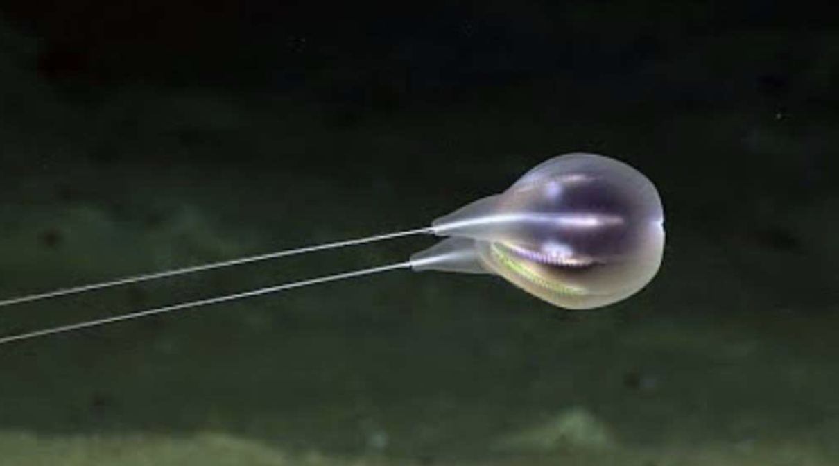 <p>comb jellies!</p><p>basement-membrane, hydrostatic skeleton, rotational symmetry, nerves, diploblastic (two tissue layers), found in marine habitats, Rows on cilia are used for locomotion and refract light, many species are bioluminescent </p><p>Colloblasts: sticky cells that capture prey</p>